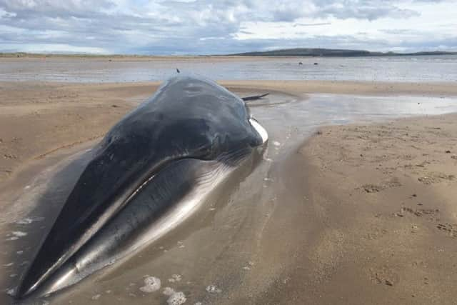 A Minke whale that was been stranded on a beach west of Elie in Fife. Picture: PA