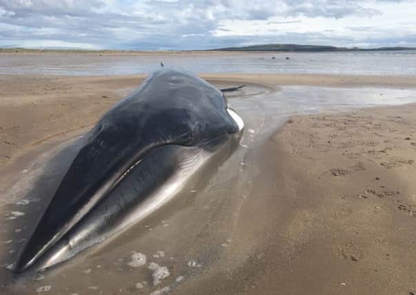 A Minke whale that was been stranded on a beach west of Elie in Fife. Picture: PA