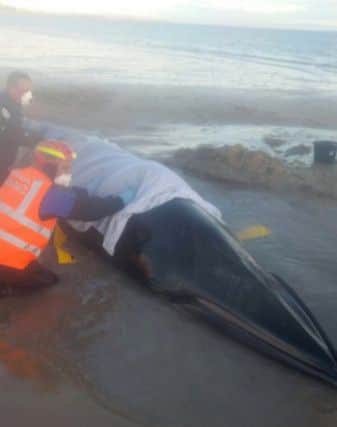 British Divers Marine Life Rescue of a Minke whale that has been stranded on a beach west of Elie. Picture: PA