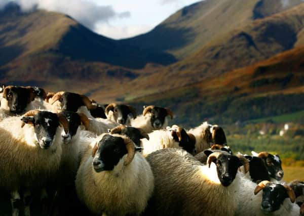 Scotlands hills provide fodder for sheep, act as natural flood defences, a sink of carbon-reducing CO2 levels and rainwater filter