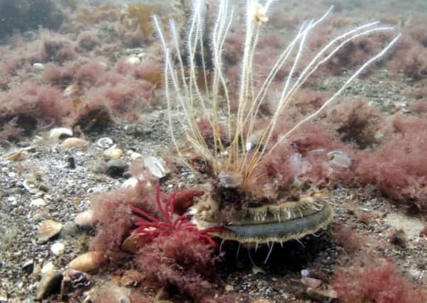 Dredging for scallops has caused damage to sensitive marine sites in Scotland. Picture: Howard Wood