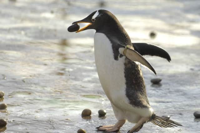 A Gentoo penguin takes a pebble to a prospective mate. Picture: TSPL
