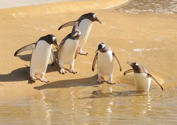 Penguins at Edinburgh Zoo, which has housed penguins for over 100 years. Picture: Ian Rutherford