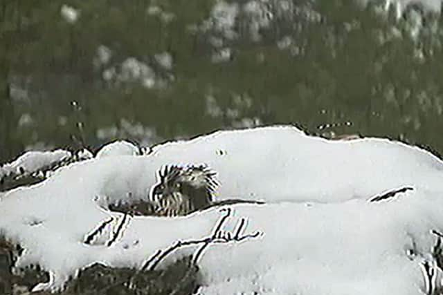 An osprey braving wintry conditions. Picture: RSPB Scotland/PA Wire