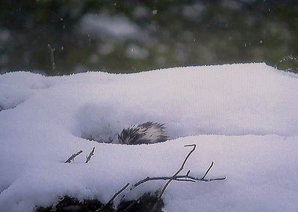 CCTV of an osprey braving wintry conditions to incubate her three eggs while sitting in a "snow doughnut" in the Highlands. Picture: RSPB Scotland/PA Wire