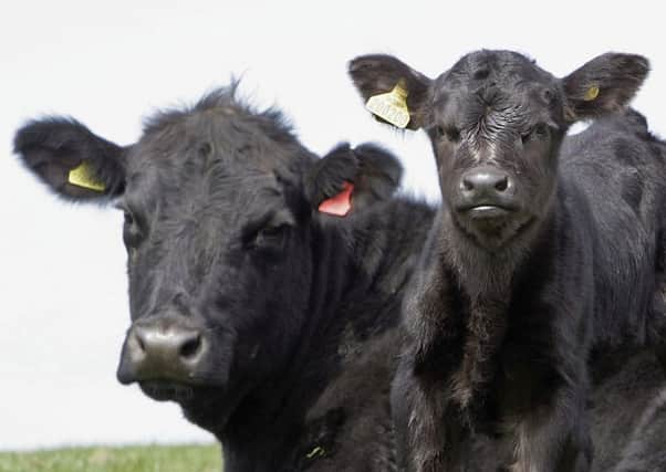 The president of the British Society of Animal Science will warn over Brexit threats to farming. Picture: Christopher Furlong/Getty Images
