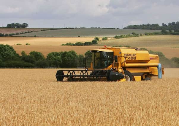 Barley is the UK's second most important crop. Picture: Scott Barbour/Getty Images
