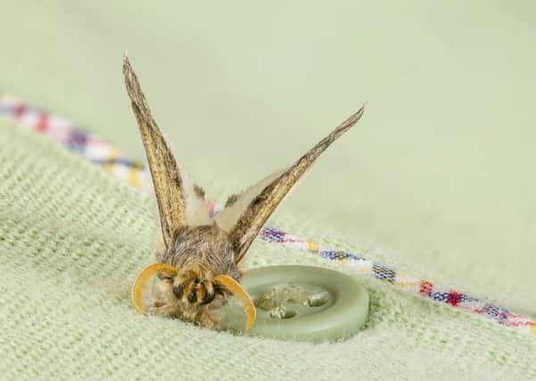 A furry brown and golden moth lands over a green T-shirt. Picture: PA
