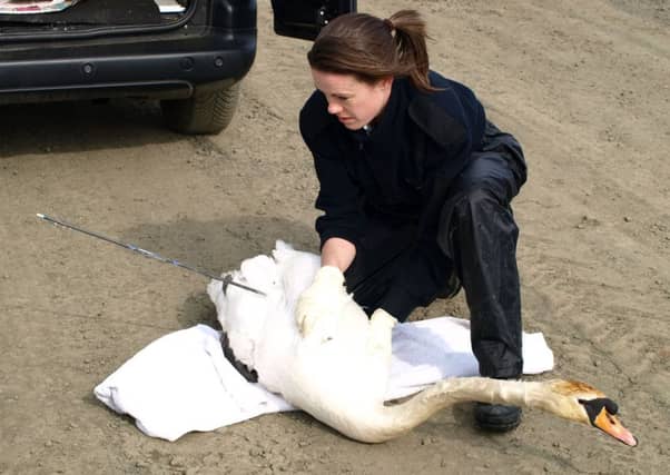 SSPCA inpector Sarah Gregory with a swan that was shot through the wing with an arrow. Picture: SSPCA/PA Wire