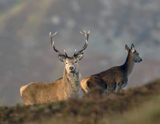 A stag and hind on the hillside
 at Invermark Estate, Glen Esk.