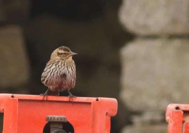 A rare Red Winged Blackbird. Picture: contributed.