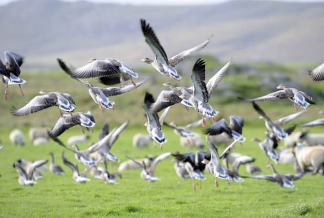 A flock of geese takes off from a field near Cornaigmore on Tiree. The island has seen a record number of migratory birds. Picture: Ian Rutherford/TSPL