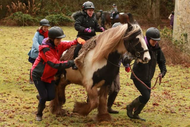 The Wooden Spoon Scotland First Fifteen, a team of horses that will provide life-changing fun and therapy