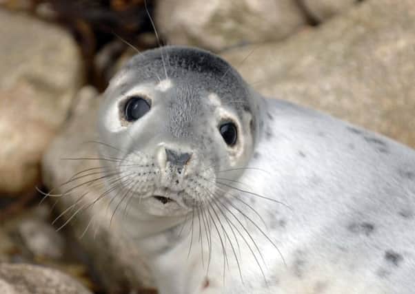 Seals' hearing is being damaged by noise pollution from shipping. Picture: Ian Rutherford