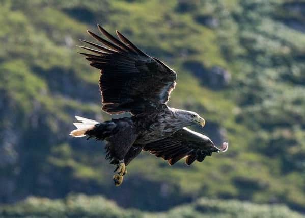 Hopes are fading for the sea eagle pair (like the one pictured), who had 39 chicks. Picture: Flickr\Donald Ogg