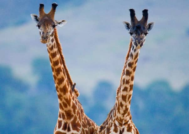 Fraudsters favour big ticket holidays, such as safaris. Photograph: Getty