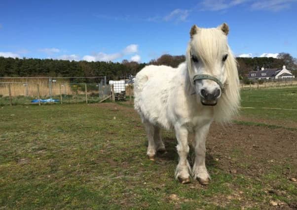 Moon the Shetland pony. Picture: ScottishSPCA