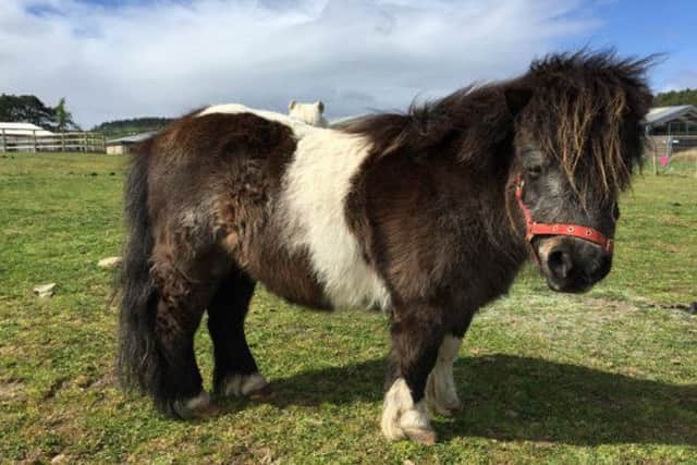 Mitzi the Shetland pony is also looking for a new home. Picture: ScottishSPCA