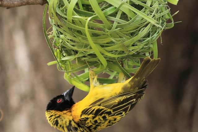 Village weaver at Ibo Island Lodge. Picture: Danny Levy Sheehan