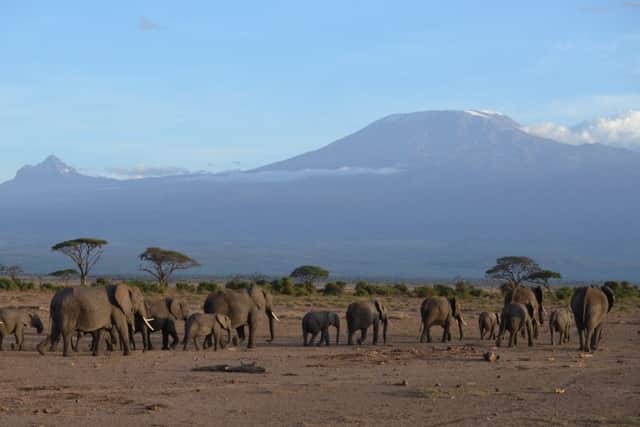Elephants at Amboseli National Park with Kilimanjaro in the background. Picture: Nick Mitchell
