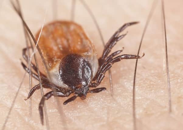 New studies show conservation efforts can benefit ticks, which carry bacteria that causes Lyme disease in humans