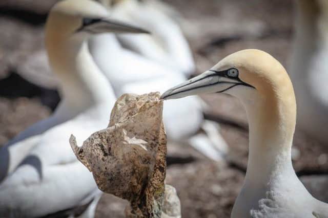 The Bass Rock, home to the worlds largest northern gannet colony, is far more contaminated with plastic waste than was thought