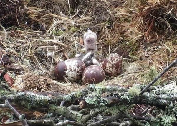 The first osprey chick of the season has hatched at the Loch of the Lowes Wildlife Reserve near Dunkeld.