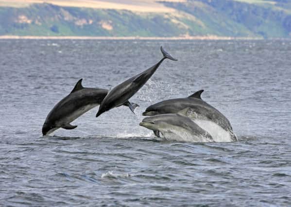 The dolphins and basking sharks were tracked by Basking Shark Scotland. Picture: Charlie Phillips/Splashdown/REX/Shutterstock