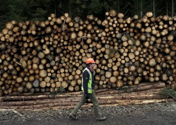Forestry is the 'engine-room' of the rural economy, according to trade body Confor. Picture: Neil Hanna