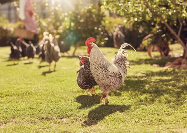 Two million chickens are eaten in the UK every day. Picture: Getty Images/iStockphoto