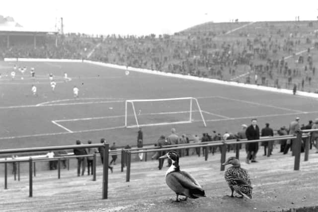 Two ducks taking in a match in May 1966. Picture: TSPL