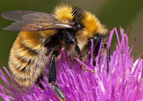 The SRUC project aims to boost the diversity of pollinators such as bees and hoverflies. Picture: Contributed