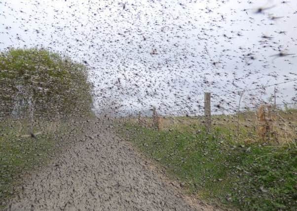 The swarm of midges captured by Gus Routledge, of Scottish Natural Heritage.