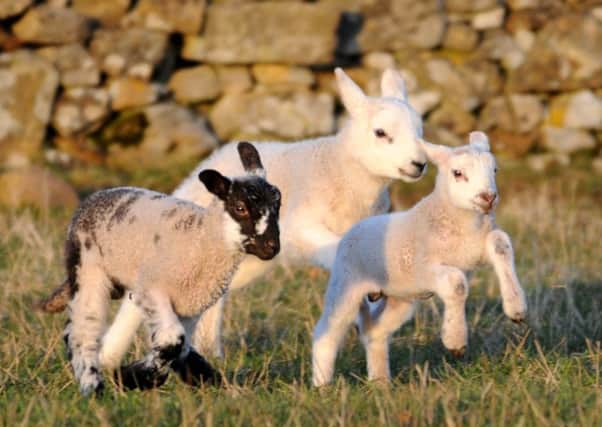 The demands of lambing put a strain on many farmers' finances. Picture: Alan Wilson