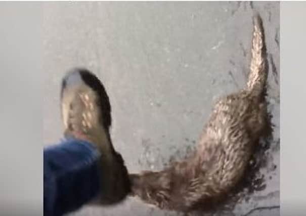 Mr MacPherson filmed the otter as it was trying to bite his feet.