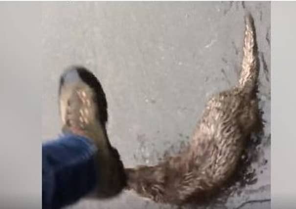 Mr MacPherson filmed the otter as it was trying to bite his feet.