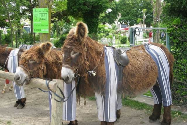 Donkeys in their traditional pjyamas, Il de Re