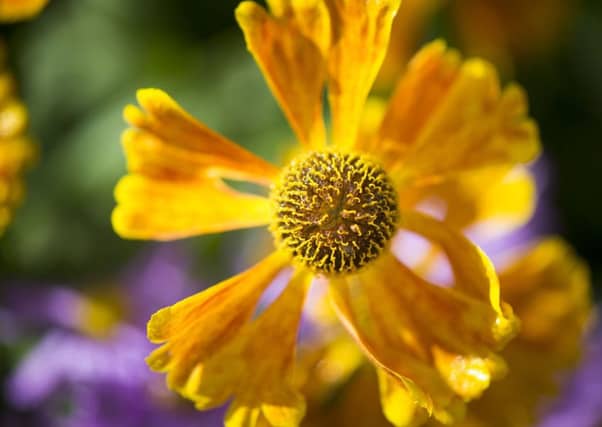 A new species of Aspalathus, which is used to make rooibos tea, is one of more than 1,700 new plant species recorded in the latest State of the World's Plants report. Picture: Jeff Eden/Royal Botanic Gardens, Kew/PA Wire