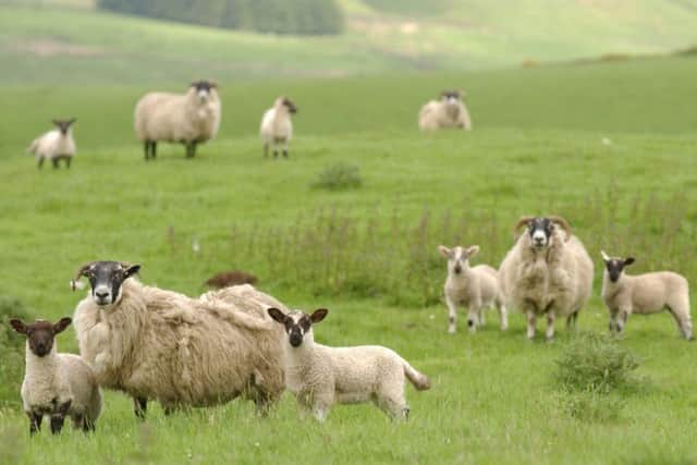 Sheep are only one of the many species reared on Scotland's 13.8m acres of agricultural land and woodland.