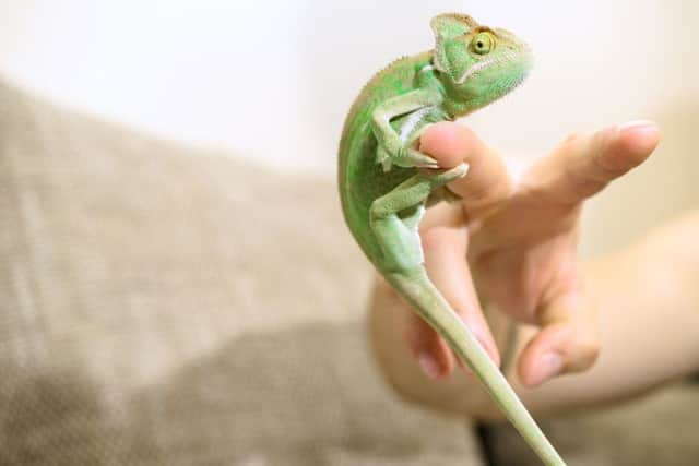 Even chameleons can get the blues. Picture: Milan Viden