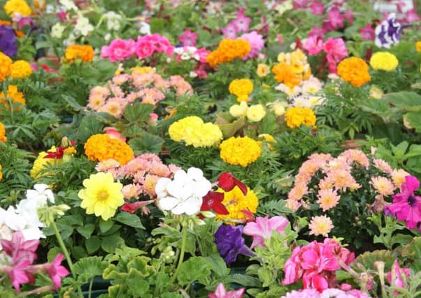 Gardening Scotland 2017 to open next month.