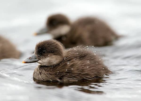 Common Scoter. Picture: RSPB