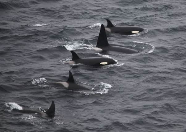 Enthusiasts are hoping to spot orcas in the north of Scotland. Picture: Contributed