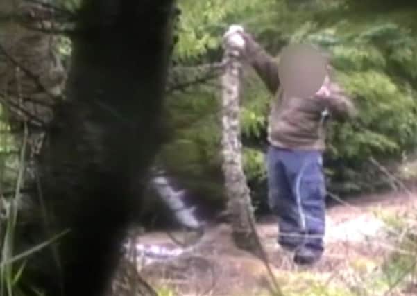 A gamekeeper appears to be setting an illegal pole trap
