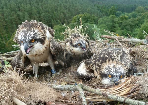 The three osprey chicks, like the ones pictured, are now facing the threat of starvation, with one already confirmed dead. Picture: RSPB
