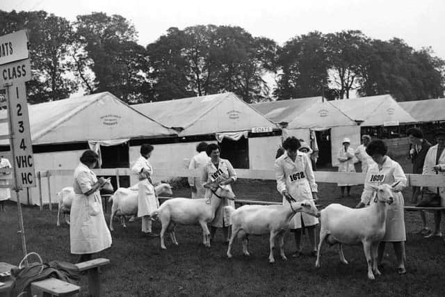 Judging goats at the Royal Highland Show in 1955.