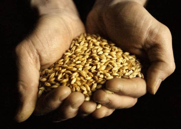 Laureate barley has won approval in the key brewing and distilling markets. Picture: David Cheskin/PA