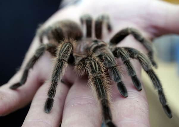Scotland may not have tarantulas but do we have our own share of scary spiders.