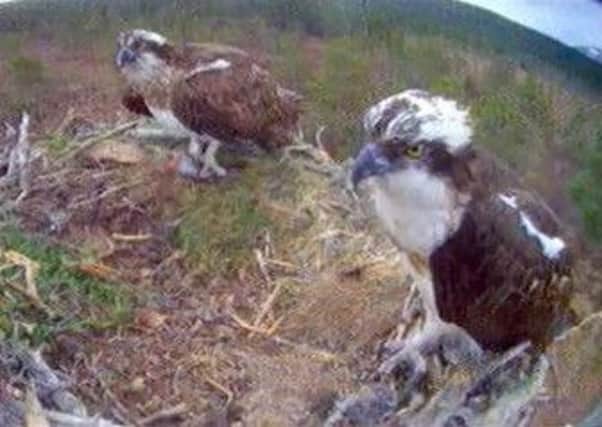 Wildlife experts fear that one of Scotland's most famous ospreys may be dead. Picture: Saltire News