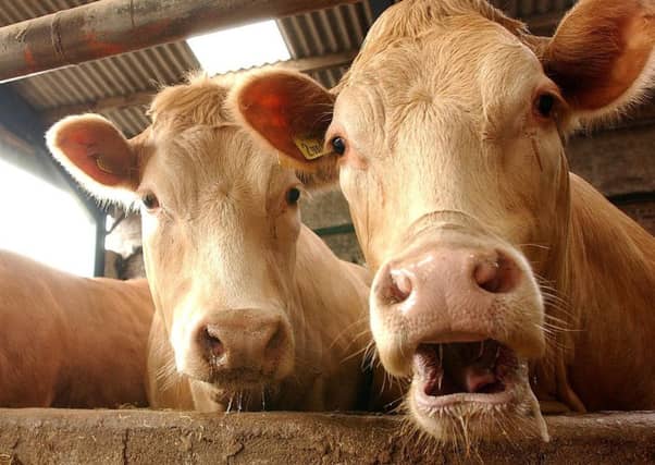 Scotland has had no cases of BSE since 2009. Picture: Robert Perry